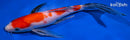 9" SANKE BUTTERFLY