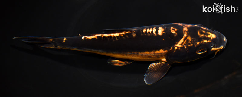 8.25" BENI KIKOKURYU