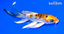 7.5" YAMATO NISHIKI BUTTERFLY