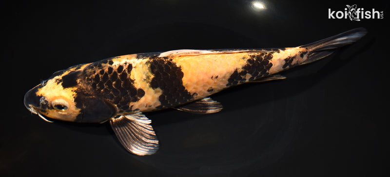 11" KIN KI UTSURI