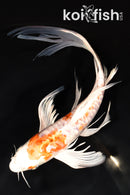 8.5" ARAGOKE HEISEI NISHIKI BUTTERFLY