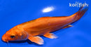 6" DOITSU ORENJI OGON