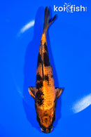 7.5" KIN HI UTSURI