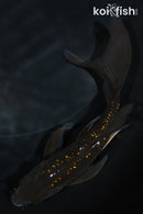 5.75" GINRIN CHAGOI BUTTERFLY