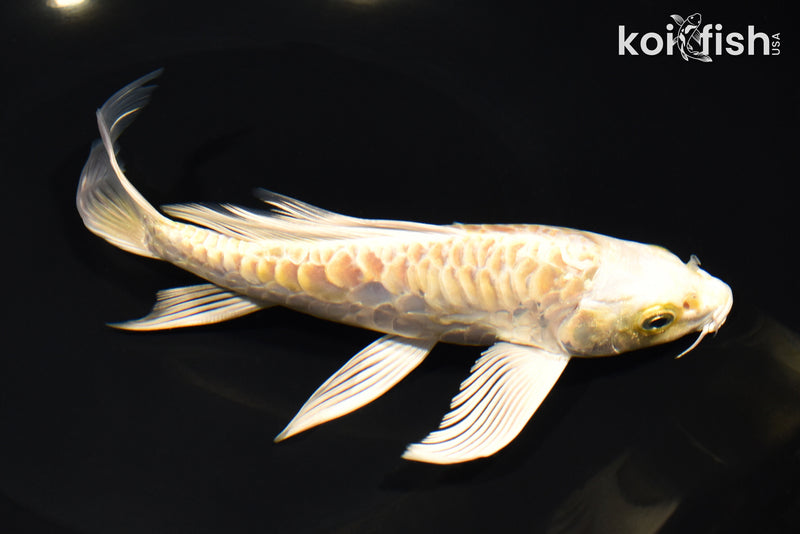 7.5" ARAGOKE LEMON HARIWAKE BUTTERFLY