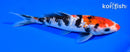 6.75" GINRIN SANKE