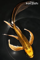 8.5" KI MATSUBA BUTTERFLY
