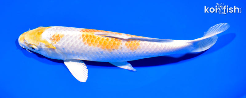 8" LEMON HARIWAKE