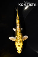 5.25" GINRIN KIN KIKOKURYU