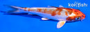 5" KUJAKU