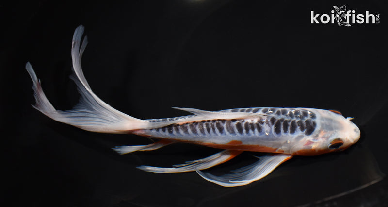 8.75" SHUSUI BUTTERFLY