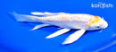 7" DOITSU LEMON HARIWAKE BUTTERFLY
