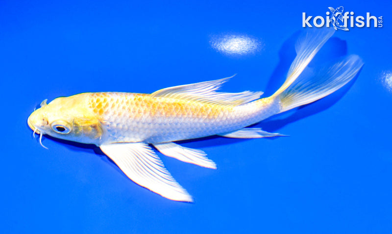 7" HARIWAKE BUTTERFLY