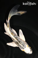 6" KIN KIKOKURYU BUTTERFLY