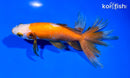 5.75" WATONAI GOLDFISH