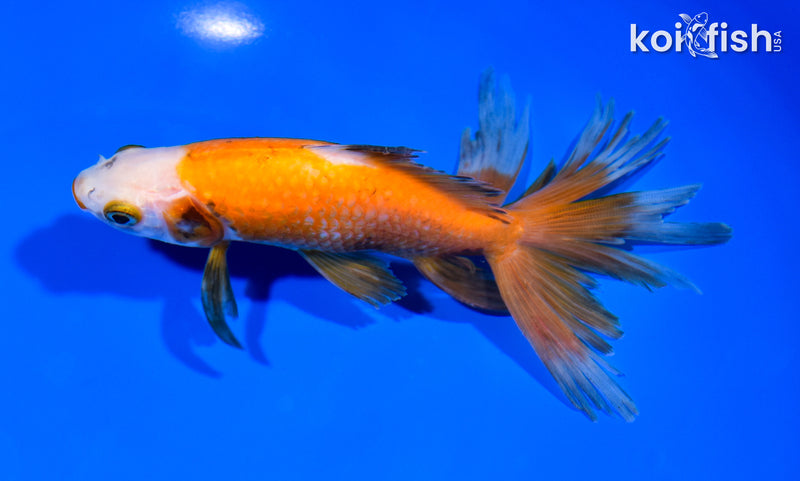 5.75" WATONAI GOLDFISH