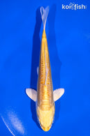 6" DOITSU YAMABUKI OGON
