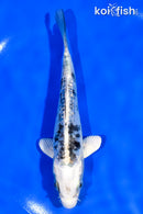 5" GINRIN DOITSU SHIRO BEKKO