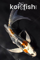 5" ARAGOKE BENI KIKOKURYU BUTTERFLY