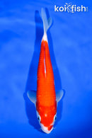 9.75" IPPON HI KOHAKU