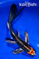 7.75" BENI GINGA BUTTERFLY