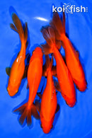 PACK OF (5) 5.25-6" WAKIN GOLDFISH
