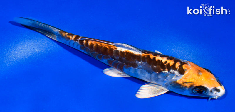 5.5" ARAGOKE BENI KIKOKURYU