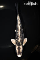 8.25" GINRIN GINGA