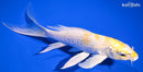 7.75" LEMON HARIWAKE BUTTERFLY