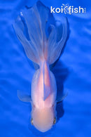 5.25" ORANDA GOLDFISH