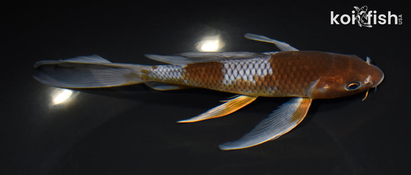 7.5" OCHIBA SHIGURE BUTTERFLY
