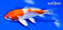 5.75" KIKUSUI