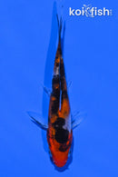 3.75" SHOWA