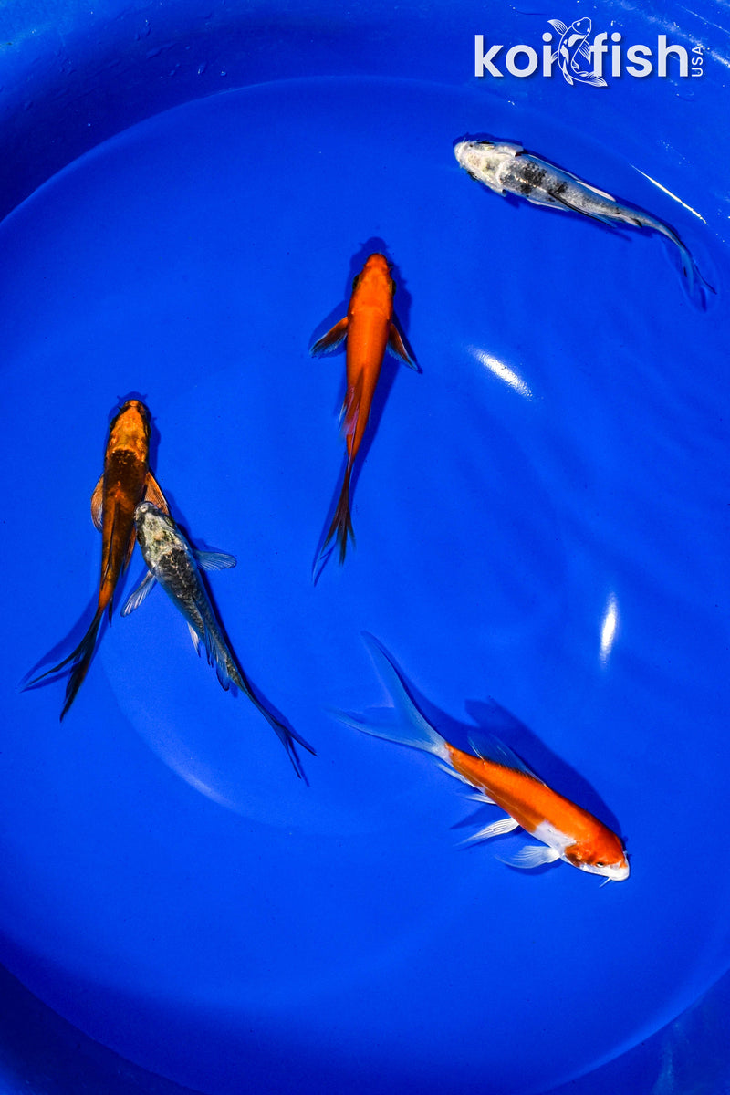 PACK OF (5) 3-4" BUTTERFLY KOI