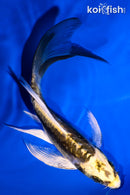 5.5" KIN KIKOKURYU BUTTERFLY