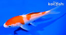 4.75" KOHAKU