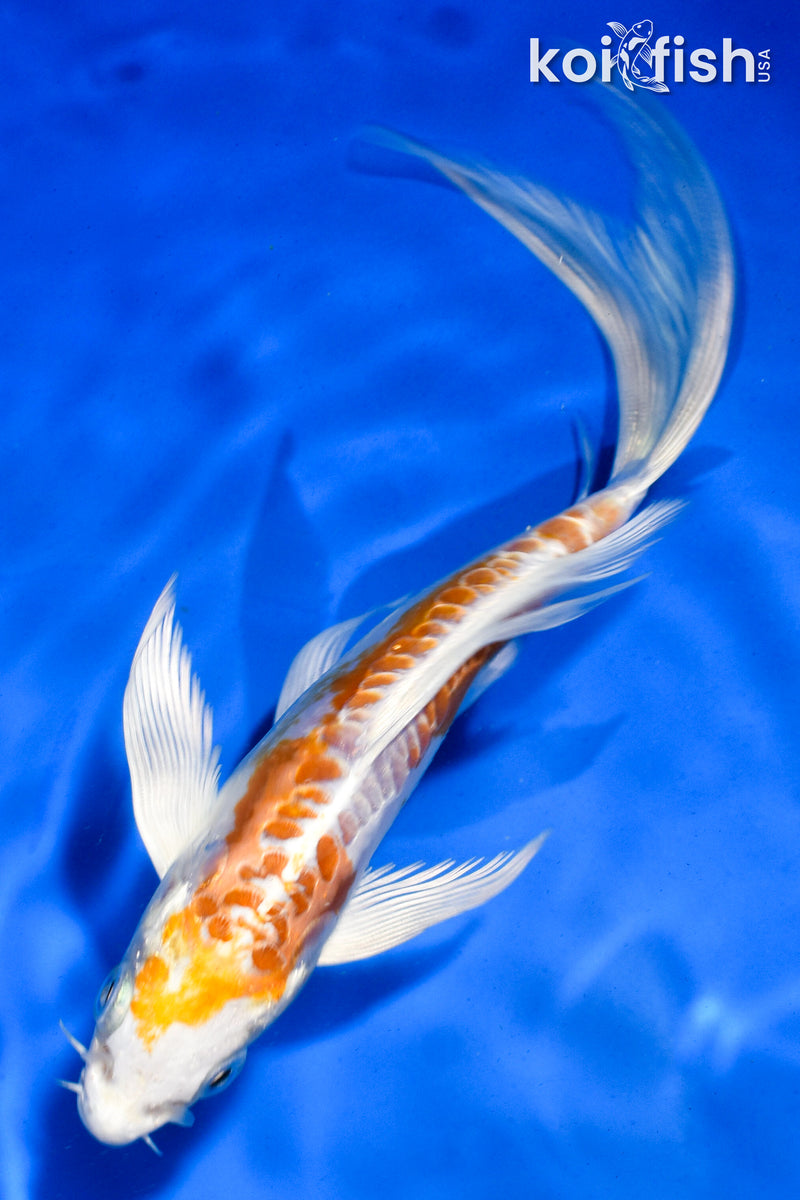 5.5" ARAGOKE KIKUSUI BUTTERFLY