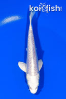 5.5" DOITSU PLATINUM OGON
