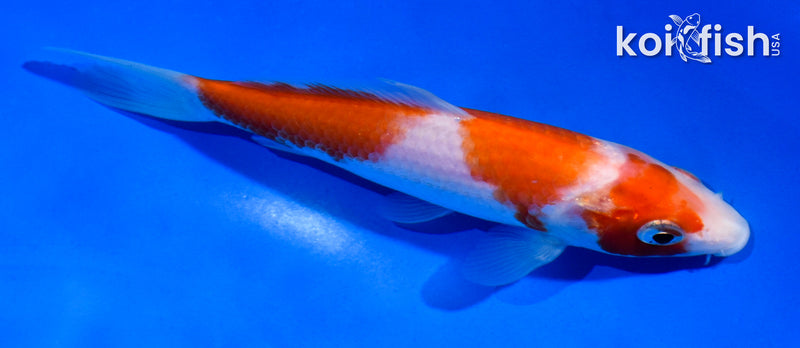 5" KOHAKU