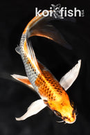 7.25" KUJAKU BUTTERFLY