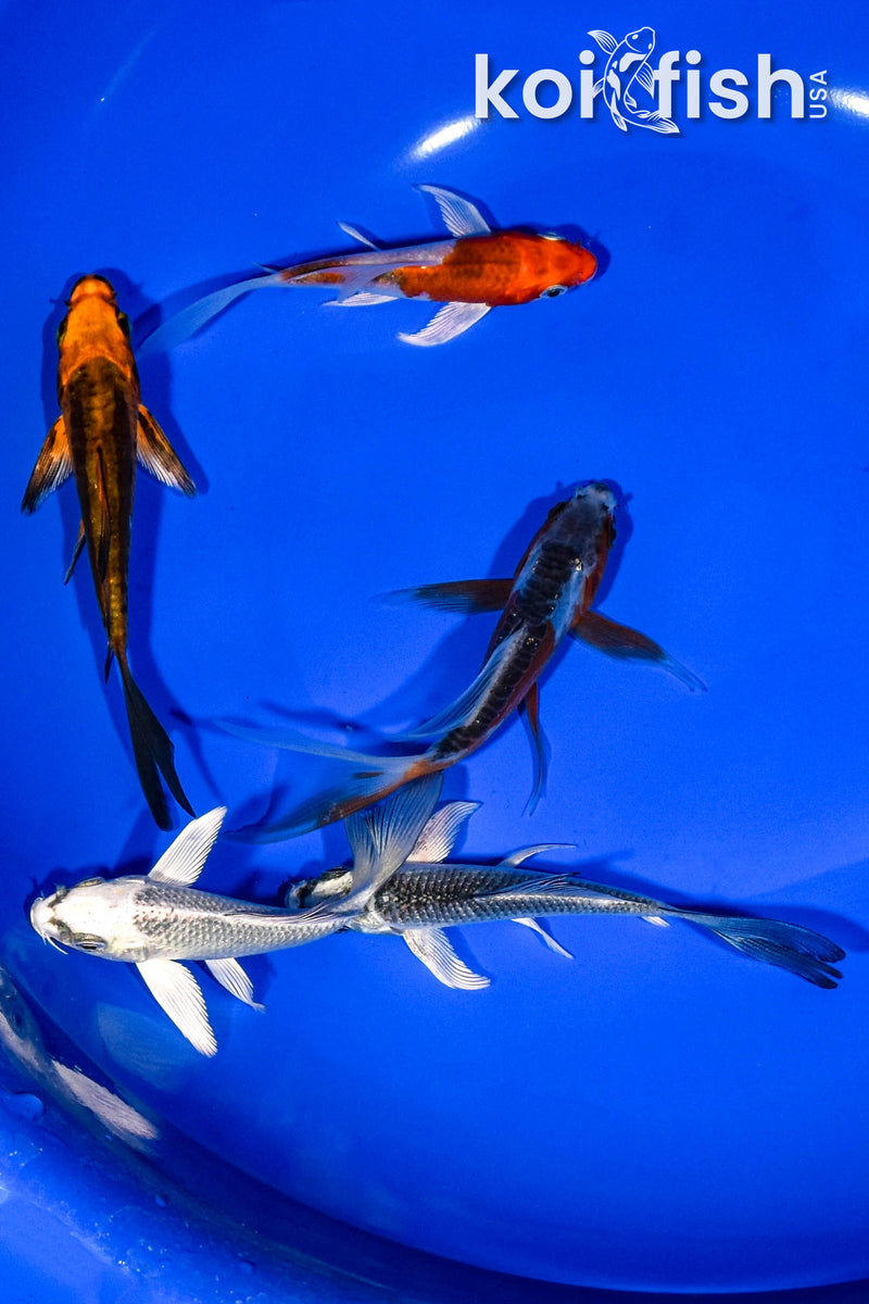 PACK OF (5) 3-4" BUTTERFLY KOI