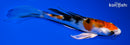 5.5" YAMATO NISHIKI BUTTERFLY