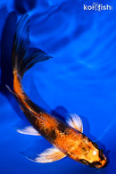 5" KIN HI SHOWA BUTTERFLY