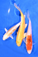 PACK OF (3) 6-7" STANDARD KOI