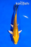 5" KI MATSUBA