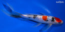 8.75" GINRIN SANKE BUTTERFLY