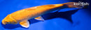 8.75" YAMABUKI OGON