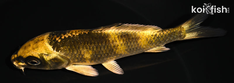 4.75" KIN KI UTSURI