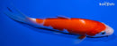 5.5" KOHAKU