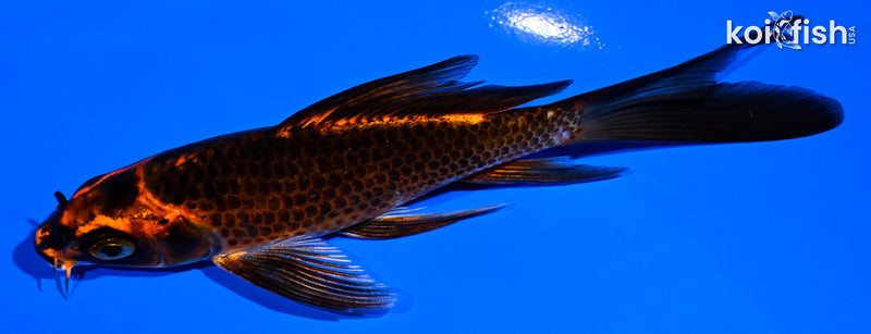 5.25" ORENJI MATSUBA BUTTERFLY